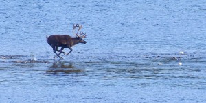 reindeer-1904437_1280